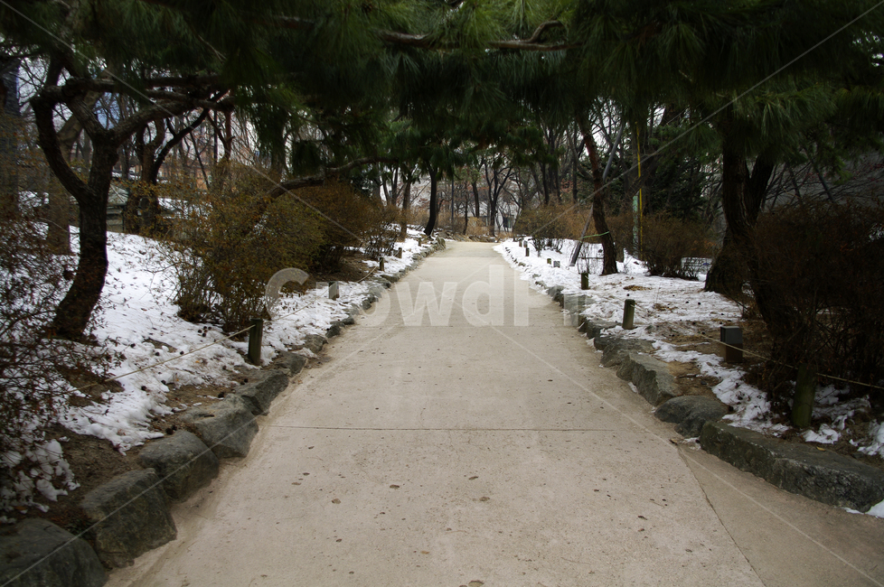 겨울,winter,풍경,설경,눈,길,나무,식물,plant,겨울,계절,winter,season,자연,풍경,nature,landscape,path,통로,tree,slate,슬레이트