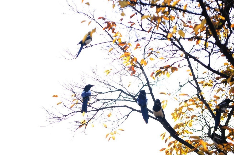 까치,공원,가을,감나무,낙엽,가을,계절,fall,autumn,season,동물,animal,조류,새,birds,bird