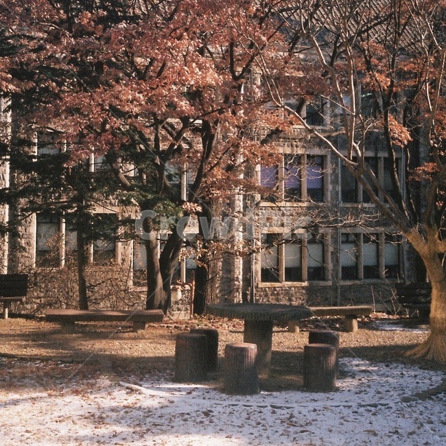 가을,캠퍼스,풍경,공원,낙엽,연세대학교,가을,계절,fall,autumn,season,tree,나무,plant,식물,tree trunk,나무 줄기