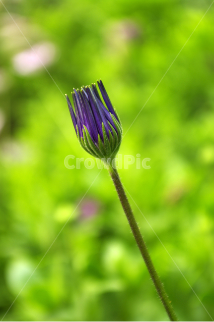 꽃,식물,flower,plant,꽃봉오리,식물,자연,plants,nature,꽃,flower