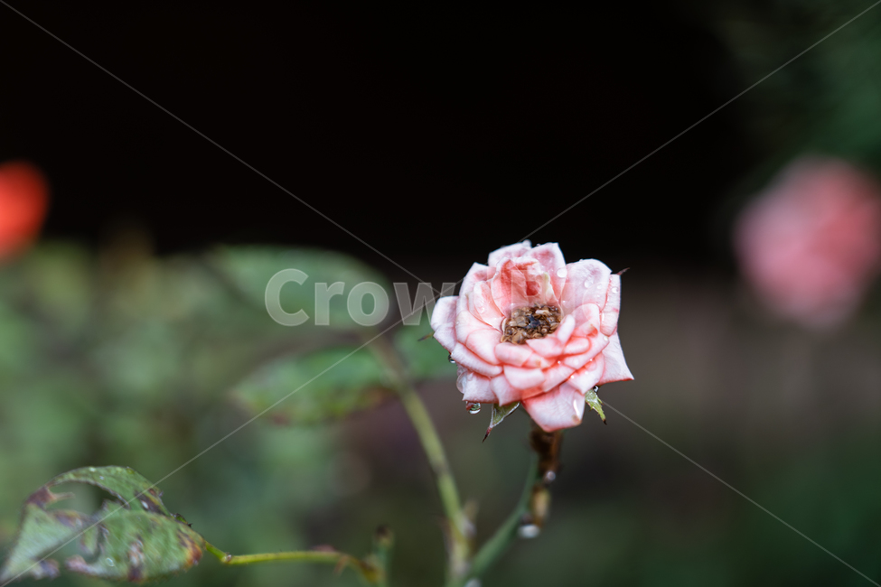 꽃,flower,식물,botanical,nature