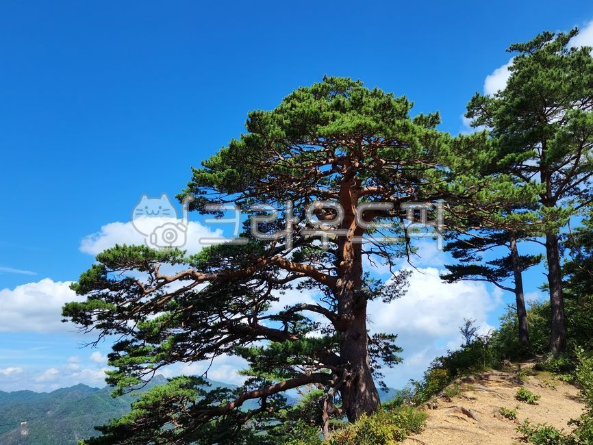 소나무,대왕소나무,독야청청,자연,하늘,노송