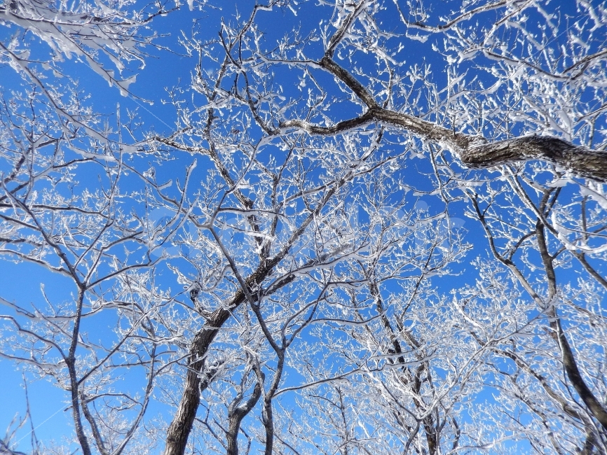 민주지산,눈꽃풍경,상고대,겨울풍경,겨울동화,눈풍경,파란하늘,100대명산,겨울명산,설경,서리꽃,영동,자연,풍경,nature,landscape,겨울,계절,winter,season,tree,나무,plant,식물,tree trunk,나무 줄기