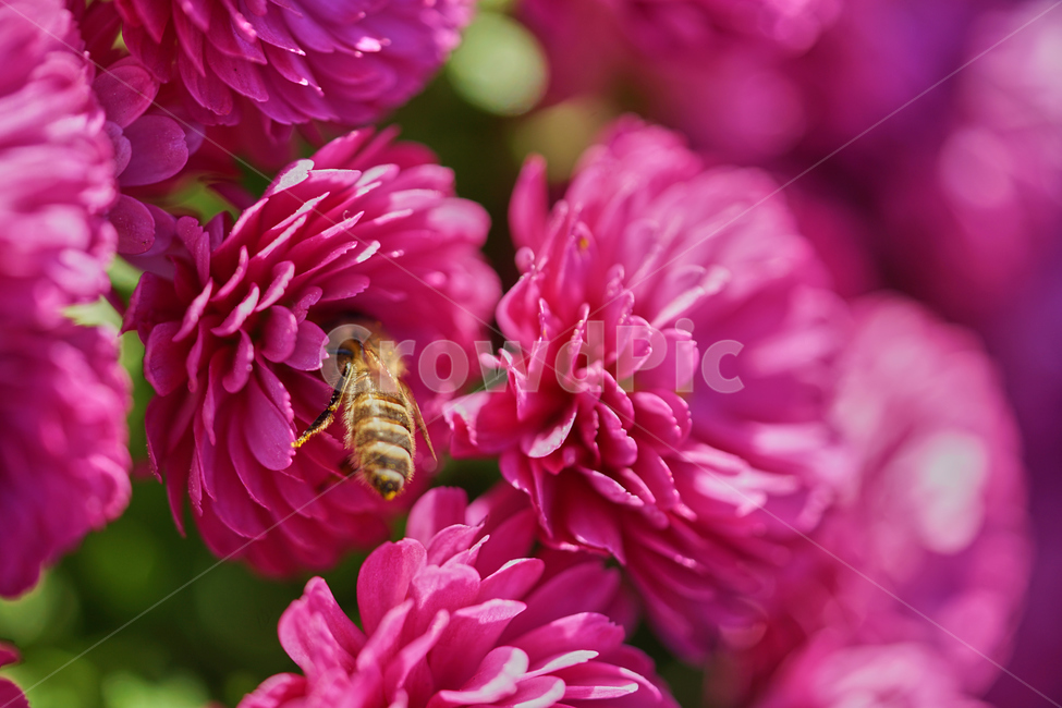 국화,과꽃,보라색꽃,꿀벌,접사,화단,정원,수목원,flower,blooming,garden,꽃,macro,벌,곤충,honeybee,식물,자연,plants,nature,꽃,flower,동물,animal,곤충,벌레,insect,bug