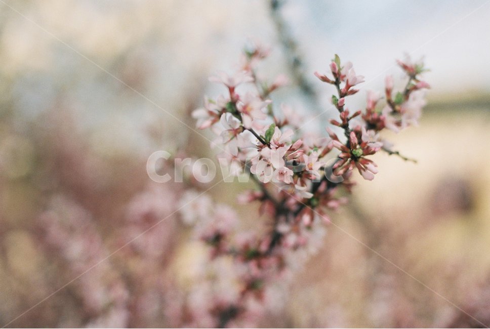 봄,벚꽃,나무,spring,cherryblossom,fm2,봄,계절,spring,season,식물,자연,plants,nature,꽃,flower,plant,blossom