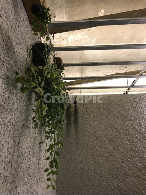 plant,식물,벽,질감,분위기,식물,자연,plants,nature