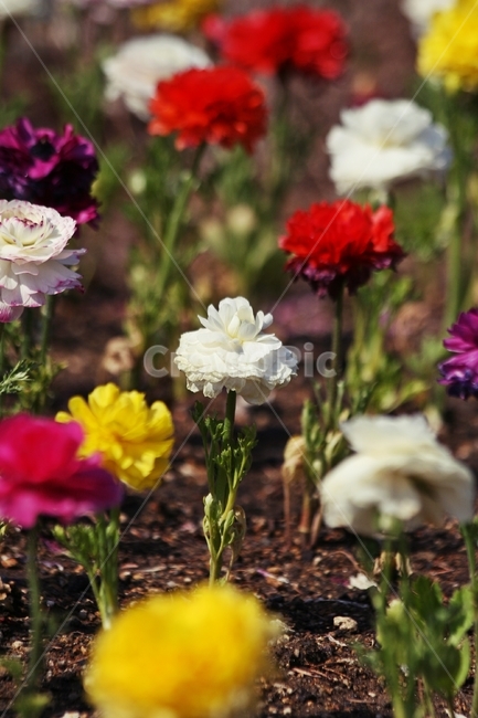 flower,blossom,plant,식물,꽃