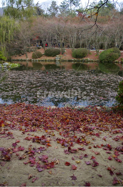 연못,가을,fall,나무,식물,plant,단풍,잎,풍경,가을,계절,fall,autumn,season,자연,풍경,nature,landscape,water,물,outdoors,옥외,leaf