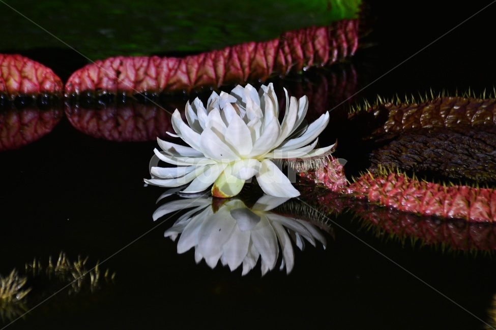 flower,blossom,꽃,petal,꽃잎,plant,식물,부여,궁남지,연꽃축제,수련,연꽃,백련,빅토리아연,빅토리아연꽃,연잎