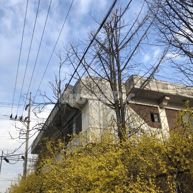 개나리,봄,주택,하늘,가정집,봄,계절,spring,season,건축물,건물외관,exterior,building,structure,architecture,construction