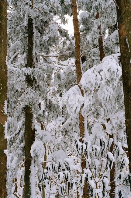 필름사진,제주도,한라산,눈,겨울,겨울,계절,winter,season,식물,자연,plants,nature,나무,trees,wood