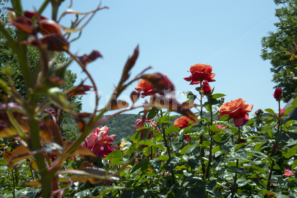plant,식물,flower,꽃,blossom,제라늄,geranium,장미,여름,풀,나무,식물,자연,plants,nature,꽃,flower