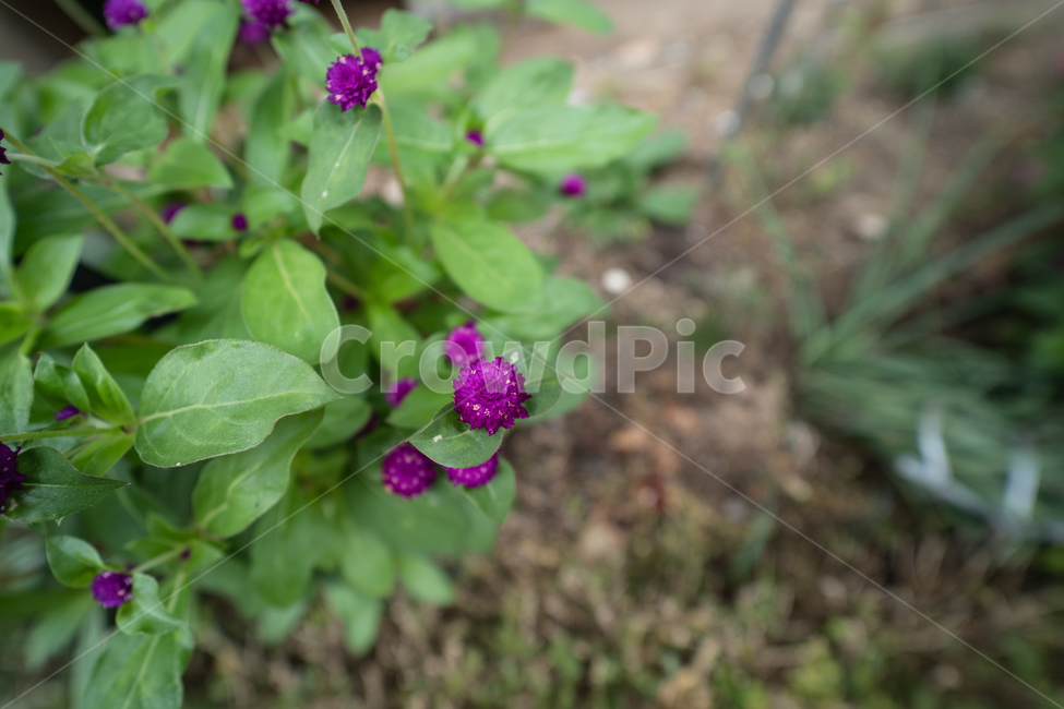꽃,식물,flower,plant,botanical,식물,자연,plants,nature,꽃,flower