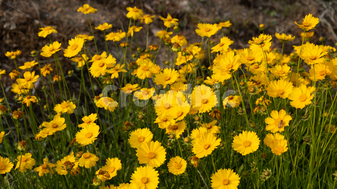 꽃,노란꽃,들꽃,flower,봄,nature