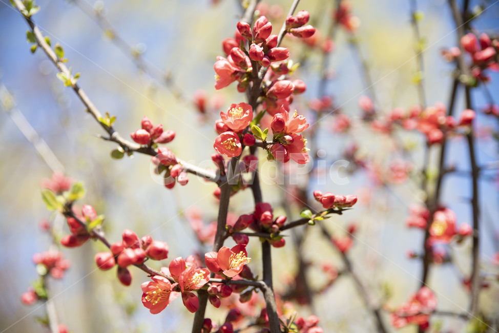 봄꽃,빨강,꽃나무,꽃,빨강꽃,plant,식물,식물,자연,plants,nature,꽃,flower