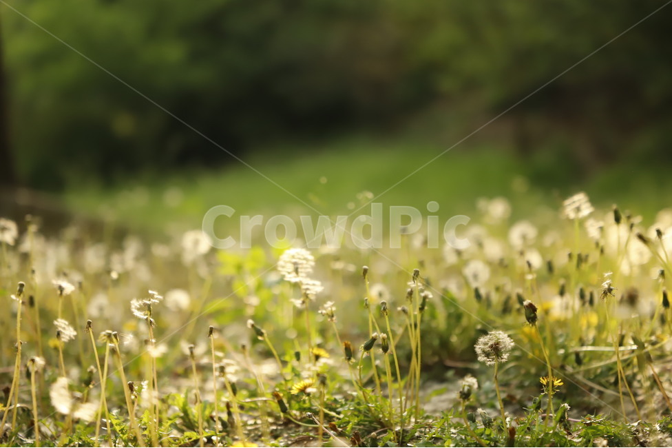 plant,식물,꽃,햇빛,빛,light,민들레,단델리온,dandelion,flower,오후,햇살이비치는,자연,야외,풀밭,daylight,nature,식물,자연,plants,nature,꽃,flower