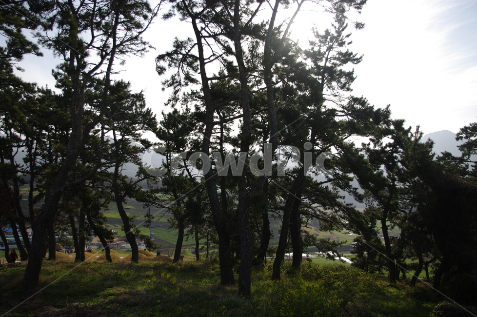 나무,소나무,식물,plant,자연,nature,숲,자연,풍경,nature,landscape,tree,tree trunk,나무 줄기,fir,전나무