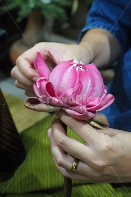 finger,손가락,연꽃,꽃공예,lotus,꽃송이,꽃봉오리,blossom