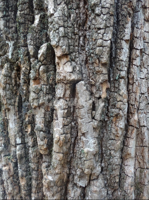 나무,표면,껍질,자연,숲,나무,trees,wood