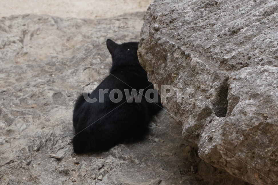 돌,길고양이,고양이,뒷모습,냥,냥이,동물,animal,포유류,mammal,고양이,cat,kitten,kitty