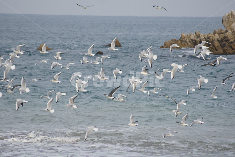 겨울바다,감성,갈매기,비상,바다,자유,동물,animal,조류,새,birds