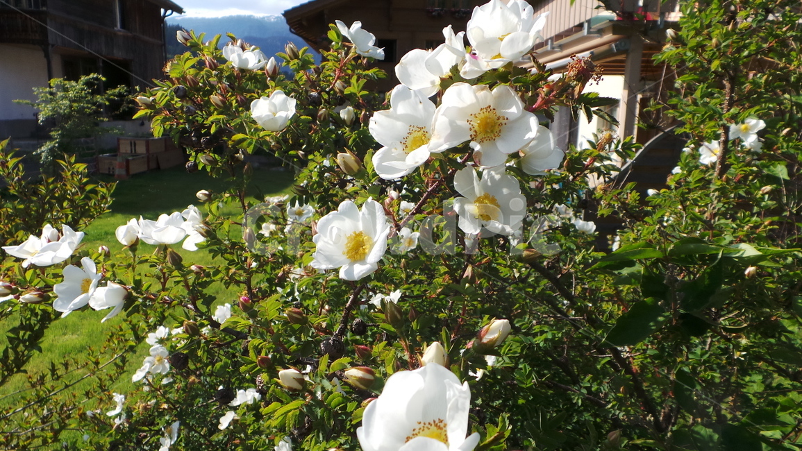 plant,식물,꽃,flower,nature,자연,식물,자연,plants,nature,꽃,flower