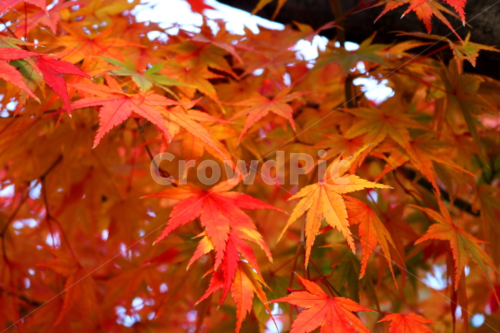 단풍,단풍나무,나무,식물,가을,자연,가을,계절,fall,autumn,season,식물,자연,plants,nature,plant,leaf,잎,tree,maple