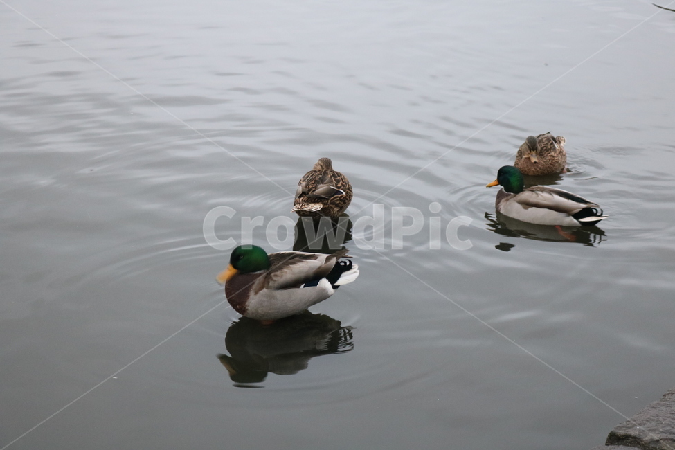 mallard,청둥오리,duck,오리,animal,동물,waterfowl,물새,bird,새,동물,animal,조류,새,birds