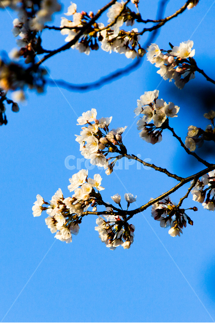 봄,꽃,벚꽃,아침,햇살,봄,계절,spring,season,식물,자연,plants,nature,꽃,flower,plant
