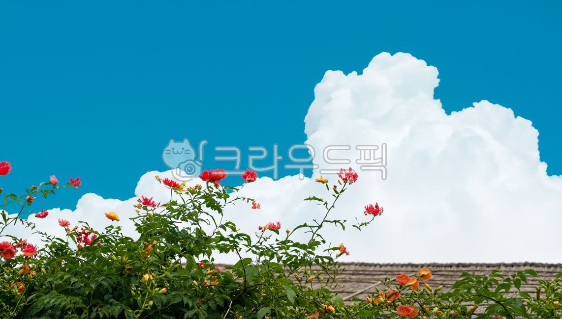 old house,Todam,high price,traditional hanok,jacaranda,Orange,summer season,branch,building,vine plant,scene,path,tree trunk,petal,vine flower,road,sight,alley,close,Rural,sky,sidewalk,whole flower,old fashioned,ancient architecture,nature,countryside,wal