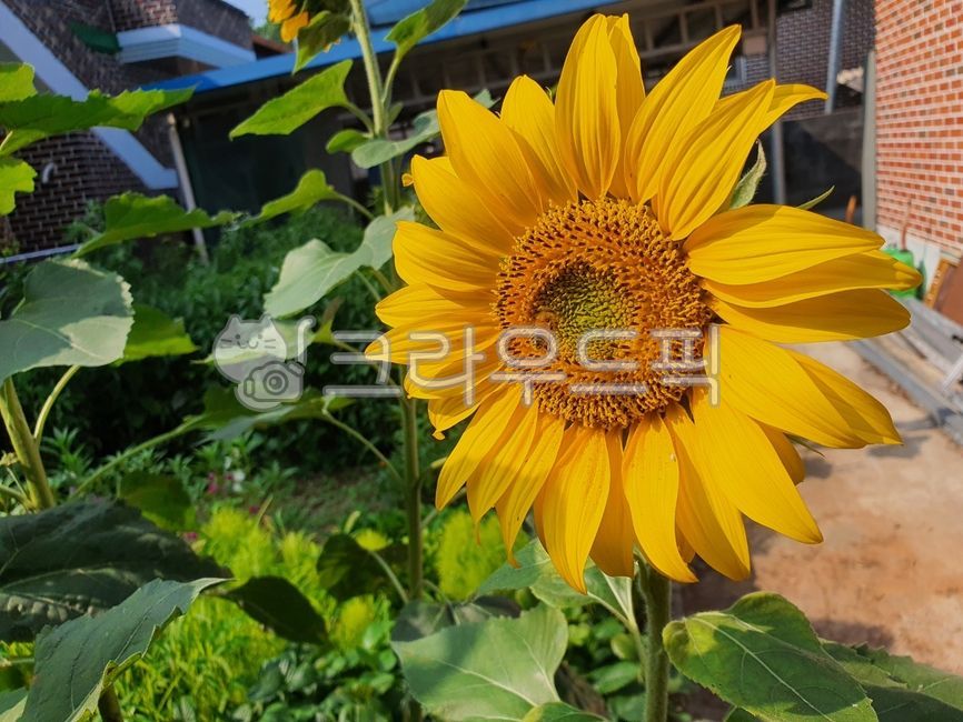 Skyflower,summer flowers,sunflower,flower