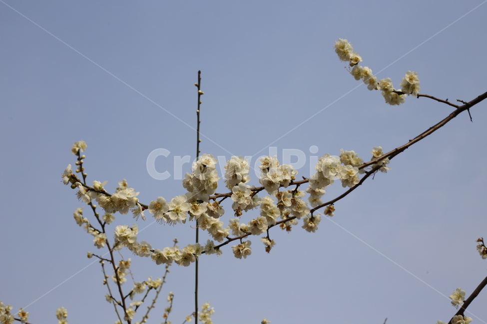 매화,봄,식물,꽃,봄꽃,봄,계절,spring,season,식물,자연,plants,nature,꽃,flower,plant,blossom