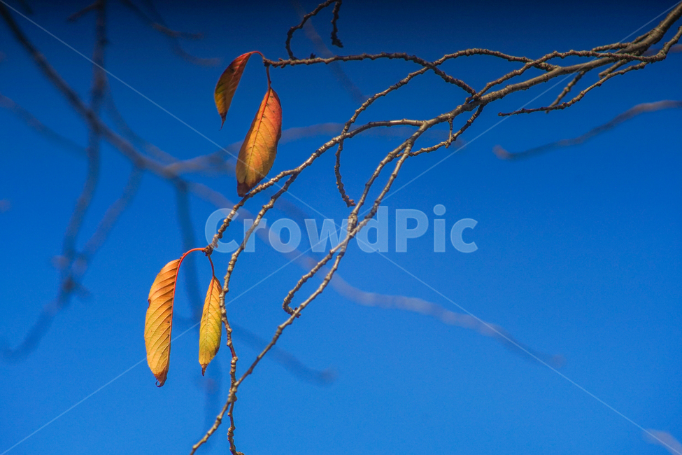 낙엽,단풍,나무,가을,식물,나뭇가지,가을,계절,fall,autumn,season,식물,자연,plants,nature,나무,trees,wood,plant,leaf,잎,tree