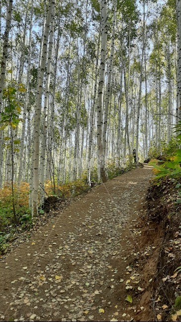 가을풍경,단풍,산행,나무,하늘,숲,풍경,자연,tree,자작나무,숲길,산책길,등산로,흙길,도로,나무,trees,wood