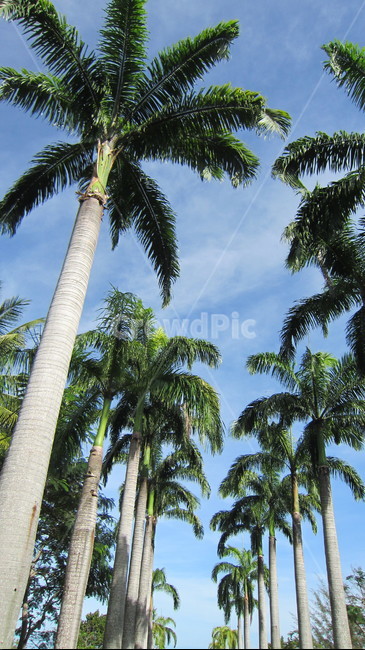 코타키나발루,말레이시아,야자수,하늘,해변,나무,palmtree,kotakinabalu,tree,sky,자연,풍경,nature,landscape,summer,여름,palm tree,plant,식물