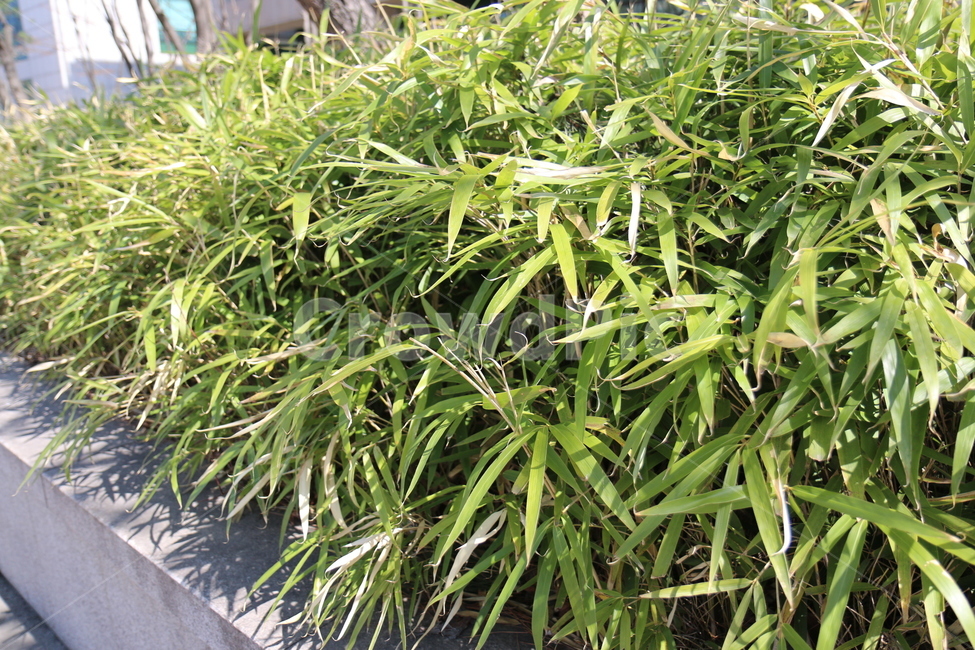화단,식물,푸른,초록,정원,도심,공원,산책,화창한,식물,자연,plants,nature