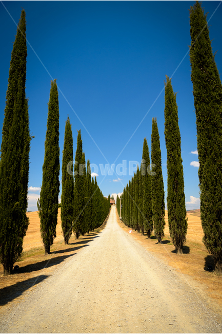 토스카나,나무,길,이탈리아,유럽,europe,tuscany,road,tree,cypress,italia,landscape,자연,풍경,nature,landscape,해외,외국,세계,foreign,oversea,world,세계자연풍경,해외자연풍경,외국자연풍경,world nature landscape,식물,plants,나무,trees,wood,plant