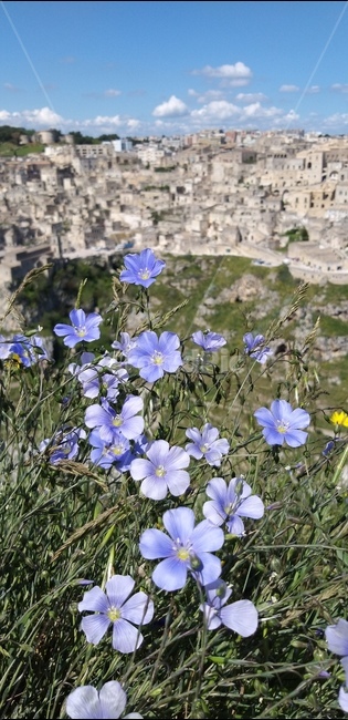 중세도시,마테라,matera,italy,w,flower,꽃,blossom,야생화,중세도시배경