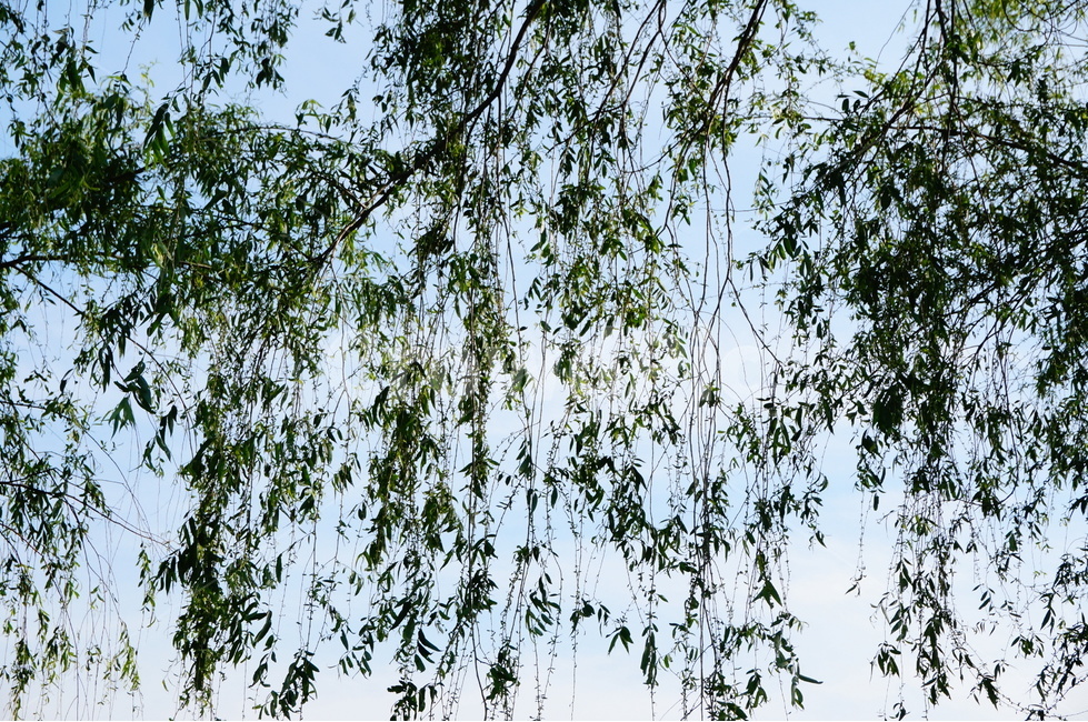 나무,하늘,버드나무,나뭇잎,힐링,휴식,멍때리기,초록,나뭇가지,버들,tree,sky,healing,rest,green,skyblue,흐름,식물,자연,plants,nature