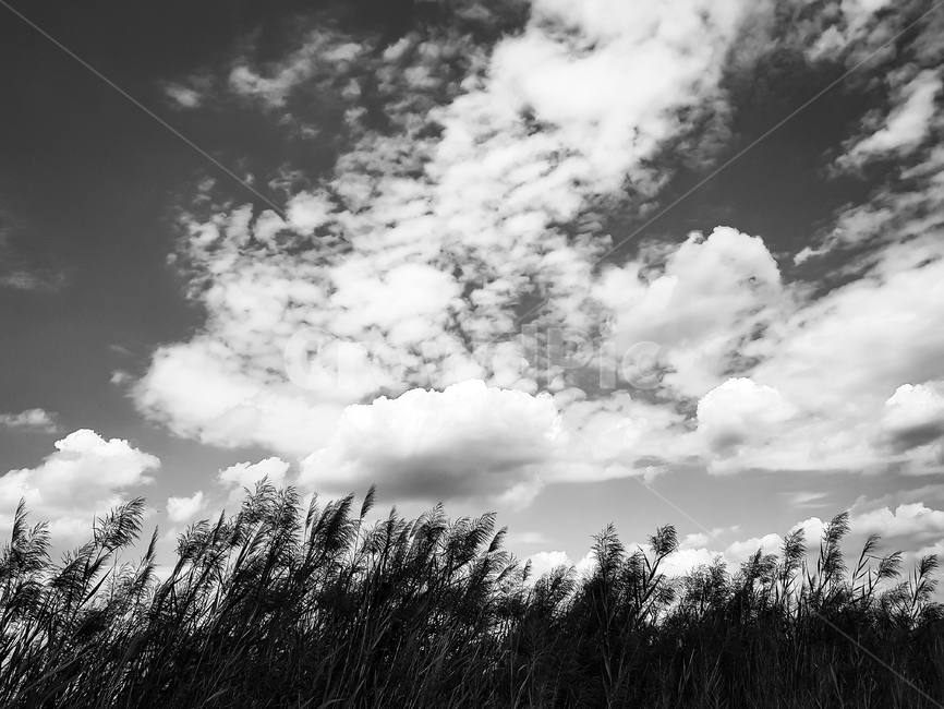 하늘,구름,cloud,sky,plant,식물,날씨,옥외,적운,nature,자연,잡초,여름,갈대,갈대밭,풍경,흑백,bnw,bnwphotography,흑백,모노톤,monochrome,black and white