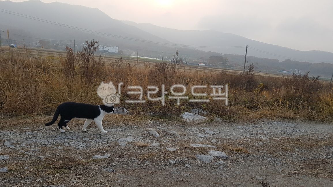 gravel field,accompany,stray cat,Reed,Ganghwa Island