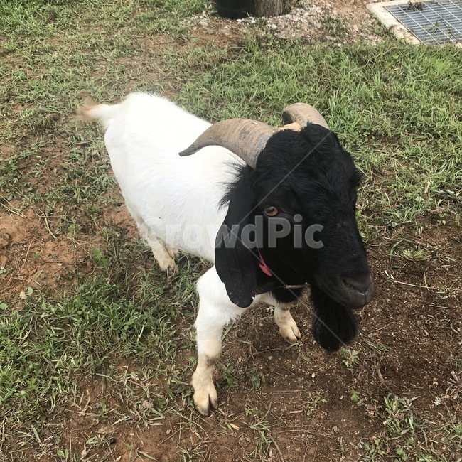 염소,goat,동물,animal,포유류,동물,animal,포유류,mammal