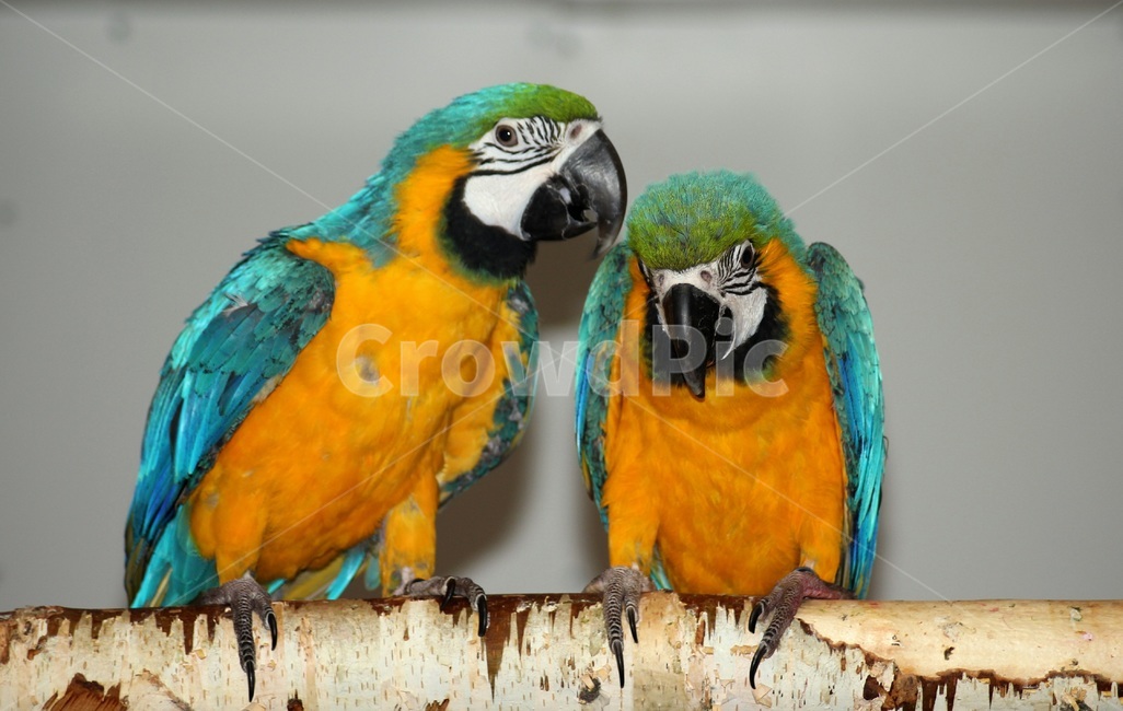 새,앵무새,애완동물,킷털,쌍둥이,동물,animal,조류,새,birds