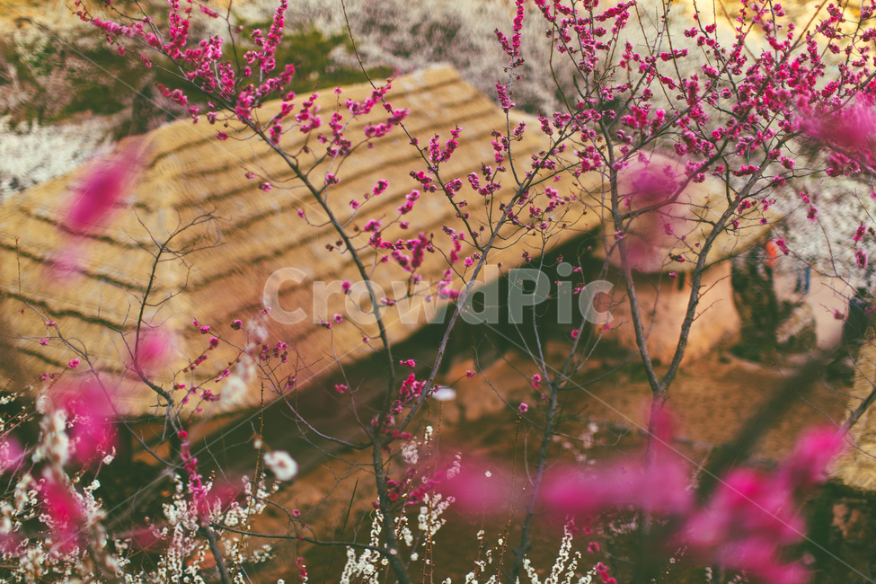 초가집,한국,홍매화,봄,korea,풍경,landscape,자연,풍경,nature,landscape,한국자연풍경,한국자연경관,korea nature landscape,한국전통,한국문화,korean traditional,korean culture,건축물,건물외관,exterior,building,structure,architecture,construction,blossom,꽃,plant,식물,flower,petal,꽃잎
