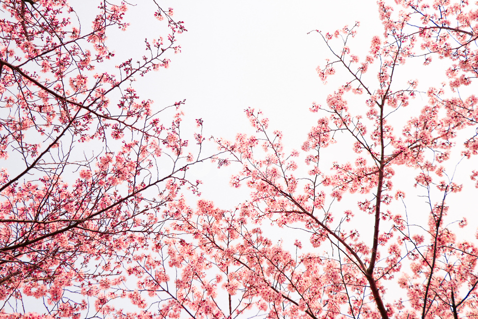 봄,꽃,하늘,자연,벚꽃,식물,자연,plants,nature,꽃,flower