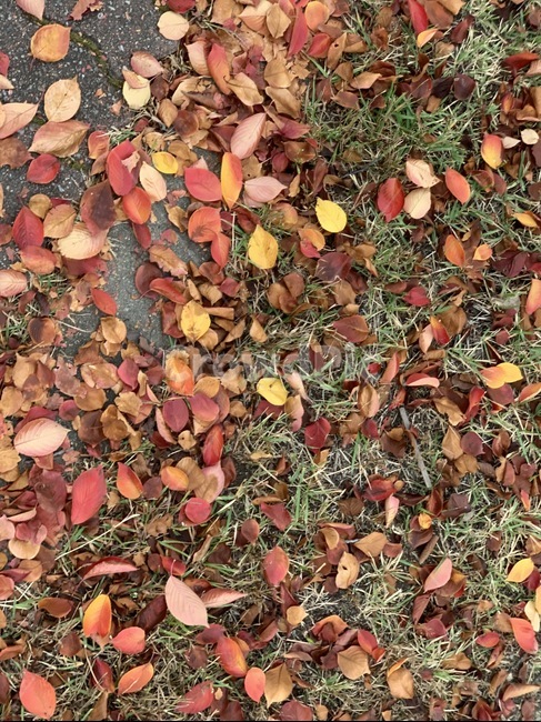 낙엽,가을,잔디,풀,자연,감성,단풍,계절,분위기,maple,ground,땅,바닥,길,leaves,가을,계절,fall,autumn,season,식물,자연,plants,nature,dirt road,흙길,road,도로,gravel,자갈