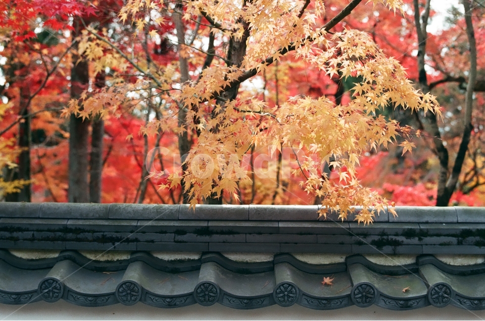 가을,단풍,기와,낙엽,붉은색,노란색,가을,계절,fall,autumn,season,해외,외국,세계,foreign,oversea,world,식물,자연,plants,nature,나무,trees,wood,감성,sensible,feeling,건축물,건물외관,exterior,building,structure,architecture,construction,plant,leaf,잎,tree,maple