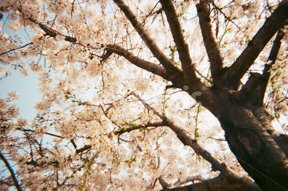 봄,벚꽃,필름카메라,감성,풍경,cherryblossom
