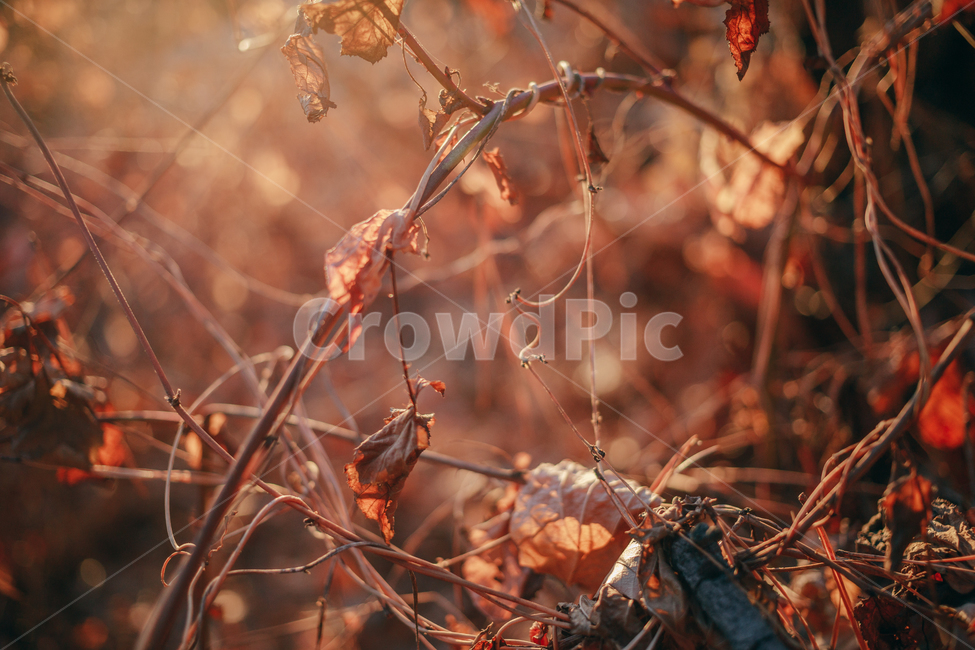 단풍,낙엽,메이플,넝쿨,겨울,계절,autumn,seasson,햇살,햇볕,빛,붉은,나뭇잎,가을