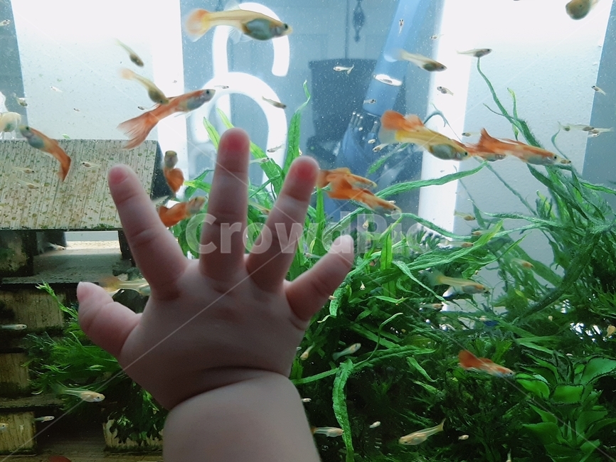 손,수조,물고기,아기손,아기,열대어